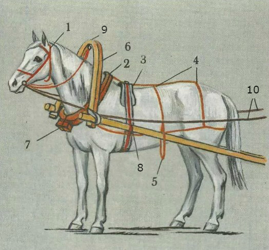 Как правильно запрягать лошадь?