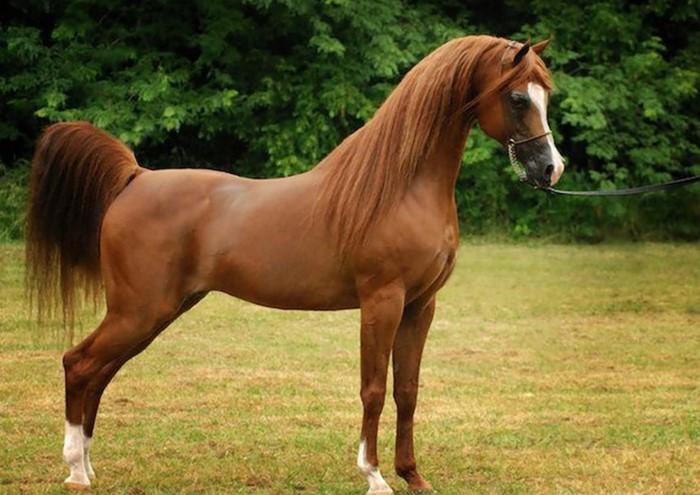 Какая скорость у лошади, какая порода самая быстрая в мире?